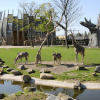 Blijdorp Rotterdam Zoo: Skip The Line Ticket